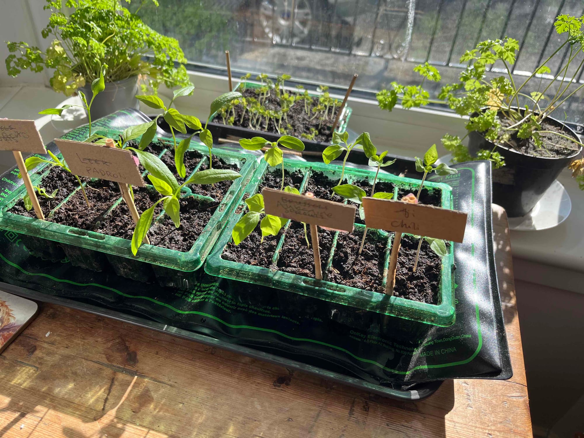 Tray of pepper and other seedlings on a window sill