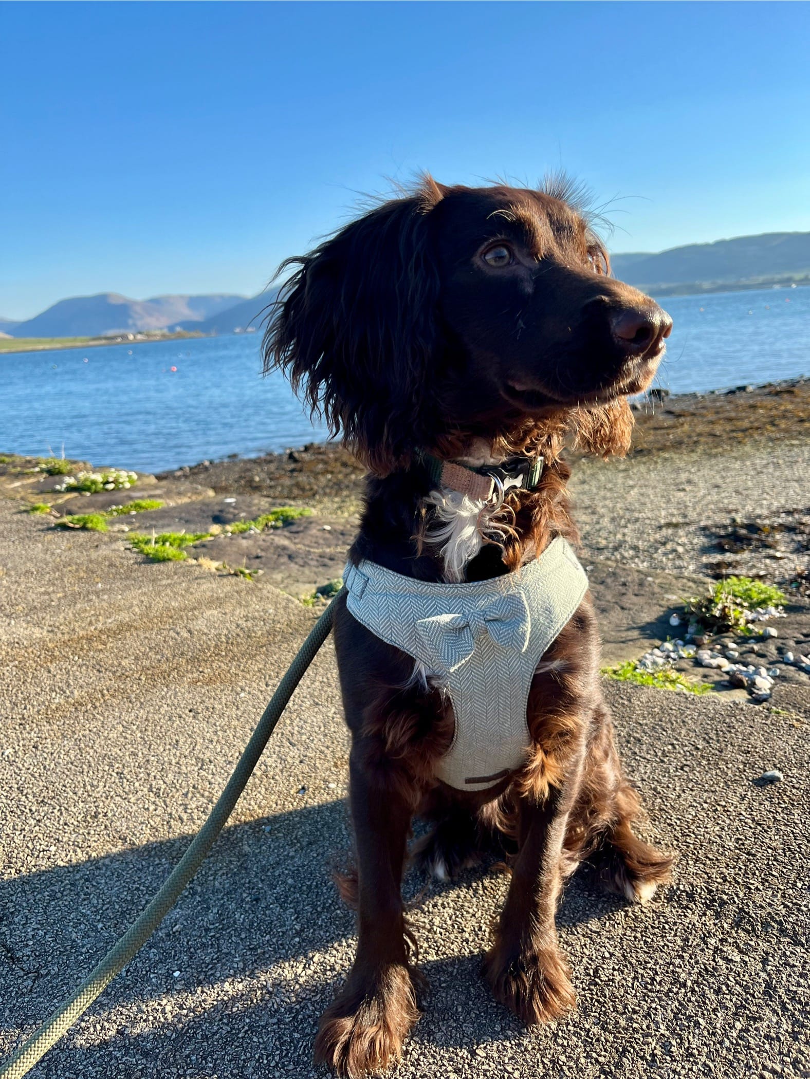 Brown puppy in a harness with a bowtie sitting on a concrete pier in front of a bay 