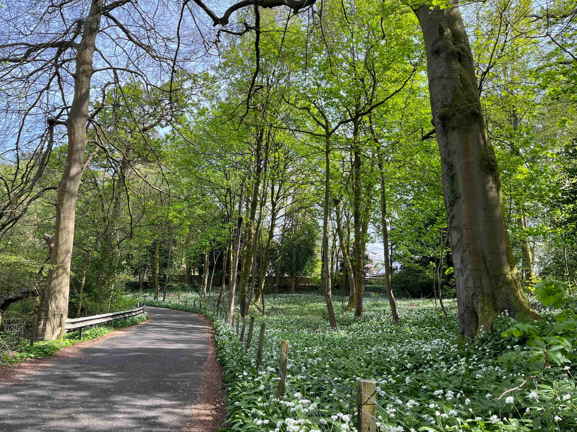 A road goes through trees with light green spring foliage, forest floor covered in flowering wild garlic.