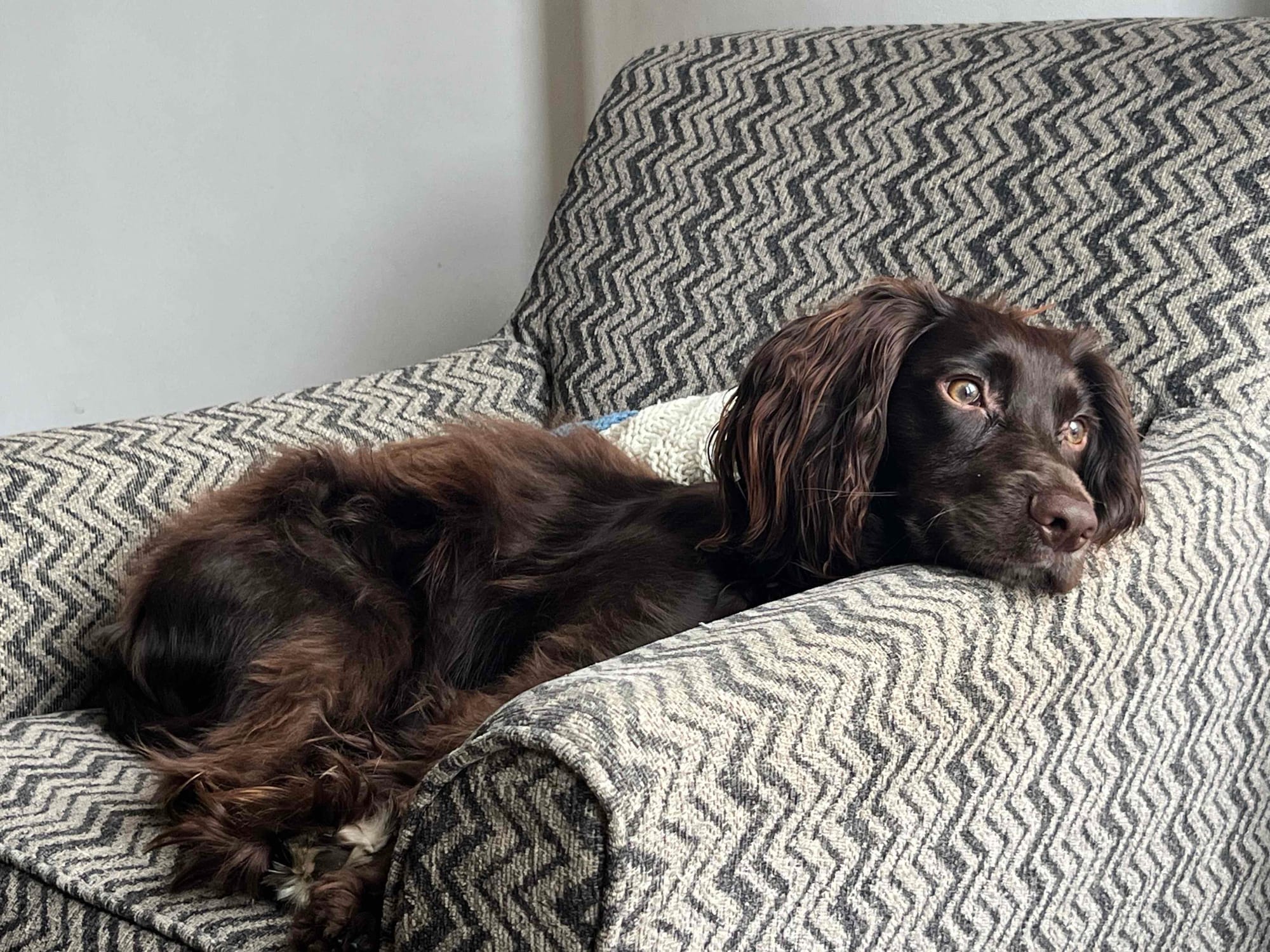 Brown cocker spaniel lying on a zig zag patterned armchair