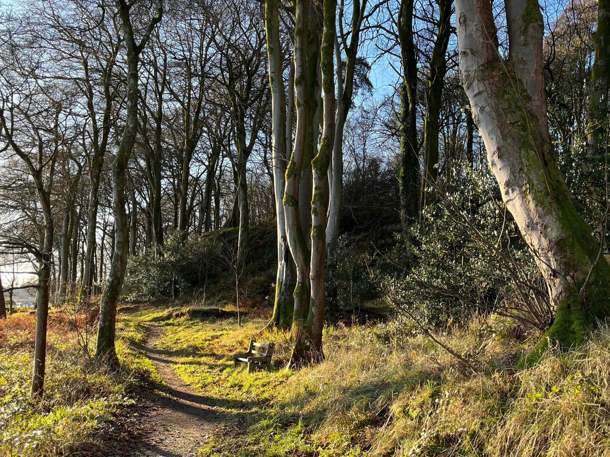 a path through bare trees with a bench in the sun