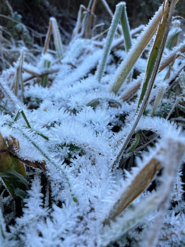 spiky frost crystals on reeds