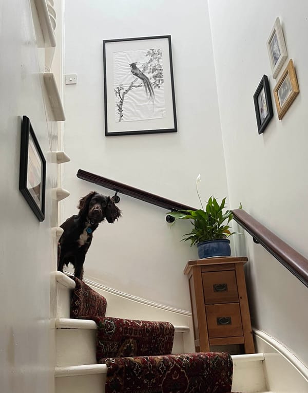 staircase with red carpet, framed art and pictures on the walls, wooden banisters, and a puppy