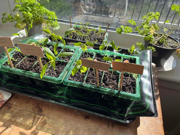 Tray of pepper and other seedlings on a window sill