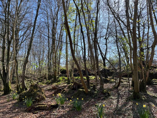 Trees with early budding leaves, daffodils, and the dead leaves from last fall. 