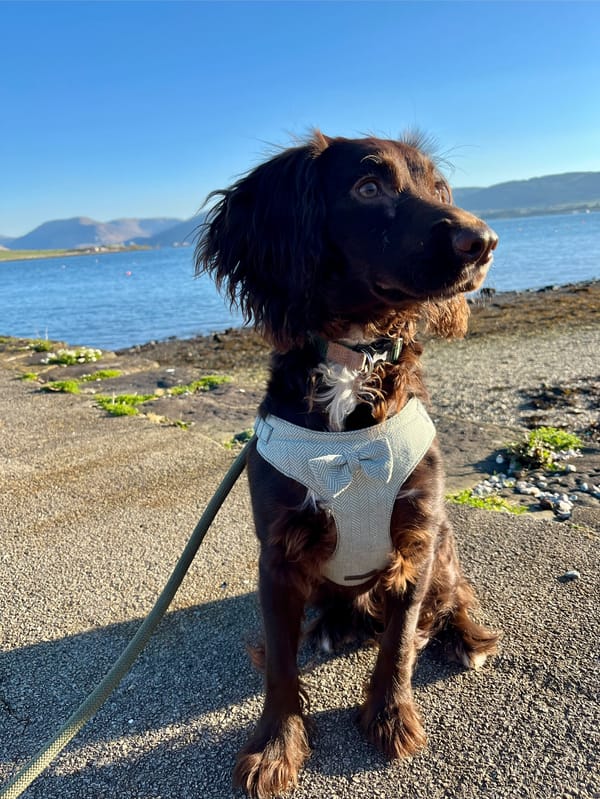 Brown puppy in a harness with a bowtie sitting on a concrete pier in front of a bay 