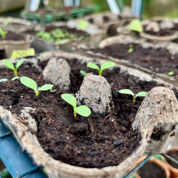 Plants just starting to sprout out of the soil in an egg carton. 