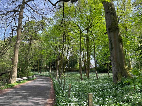 A road goes through trees with light green spring foliage, forest floor covered in flowering wild garlic.