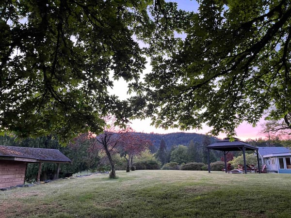 grassy area under maple canopy looking at a distant treed hill, the sunset sky, and buildings
