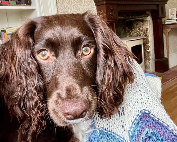 brown cocker spaniel puppy face in front of blanket and fireplace