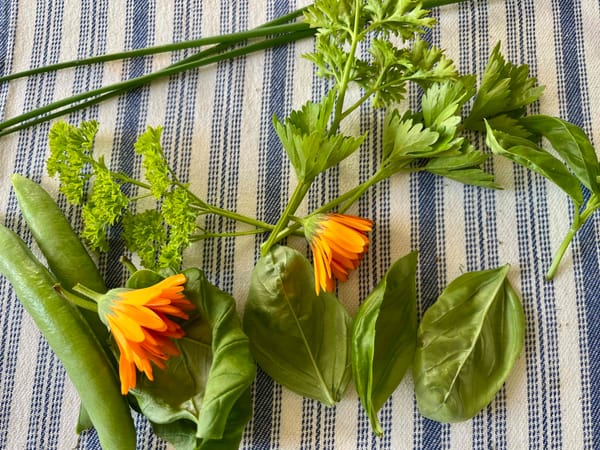 a collection of herbs a couple calendula flowers on a blue and white striped cloth