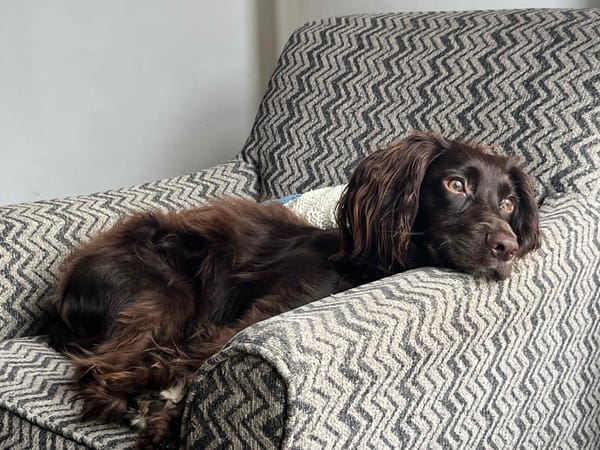 Brown cocker spaniel lying on a zig zag patterned armchair