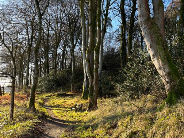 a path through bare trees with a bench in the sun
